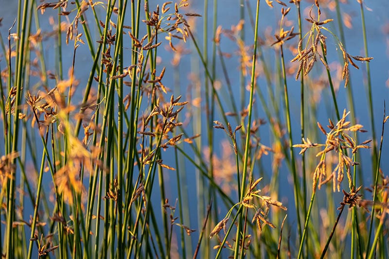 bulrush reeds by the pond