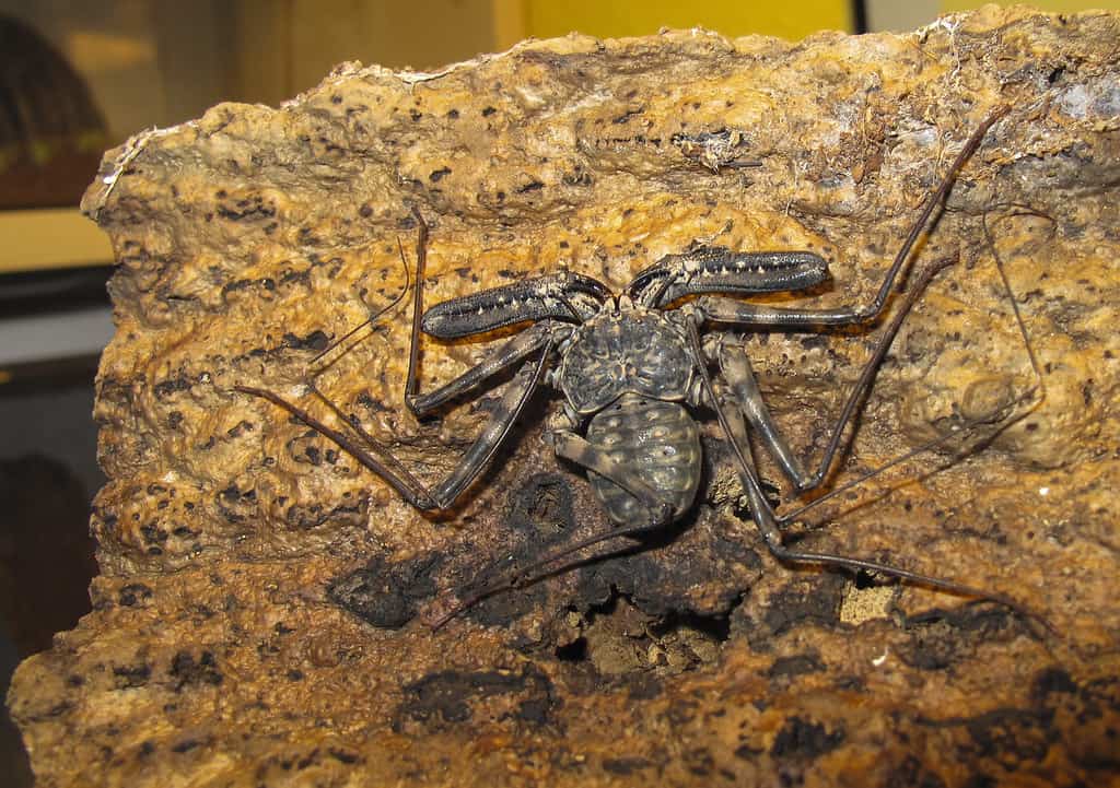 African Tailless Whipscorpion