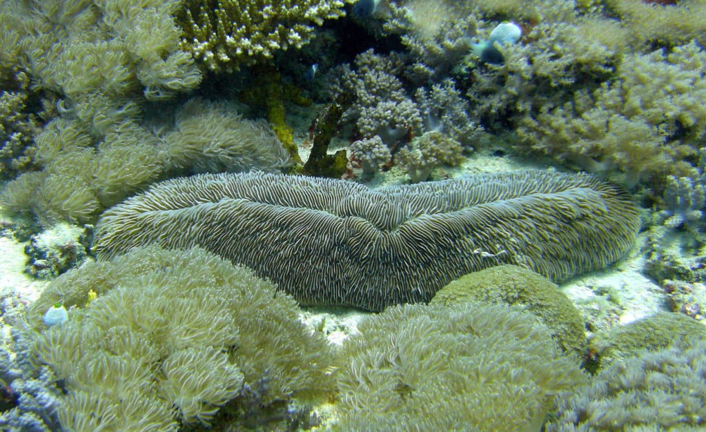 Tongue Coral