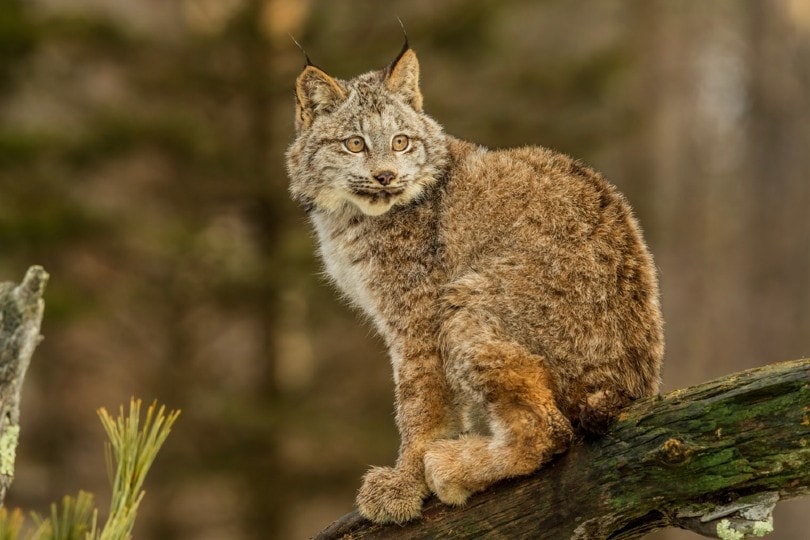 canada lynx cat out in the wild
