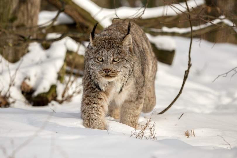 canadian lynx walking in snow