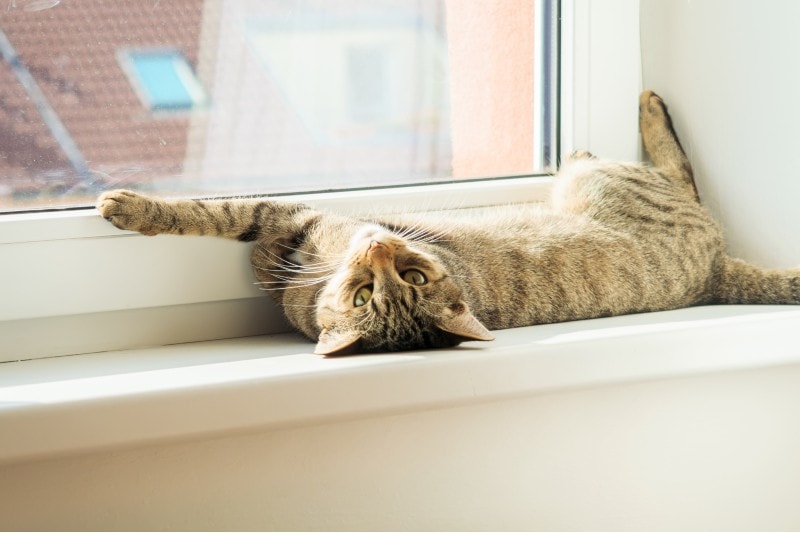 cat resting and stretching at the window