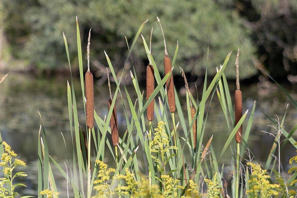 cattails in a pond