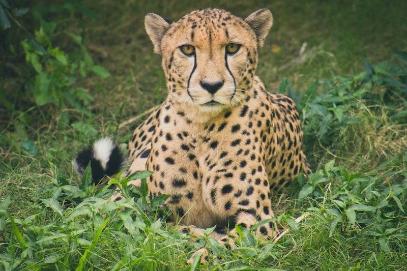 cheetah closeup in grass