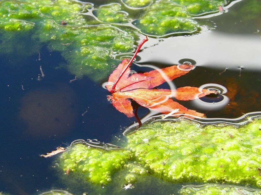 close up pond with algae