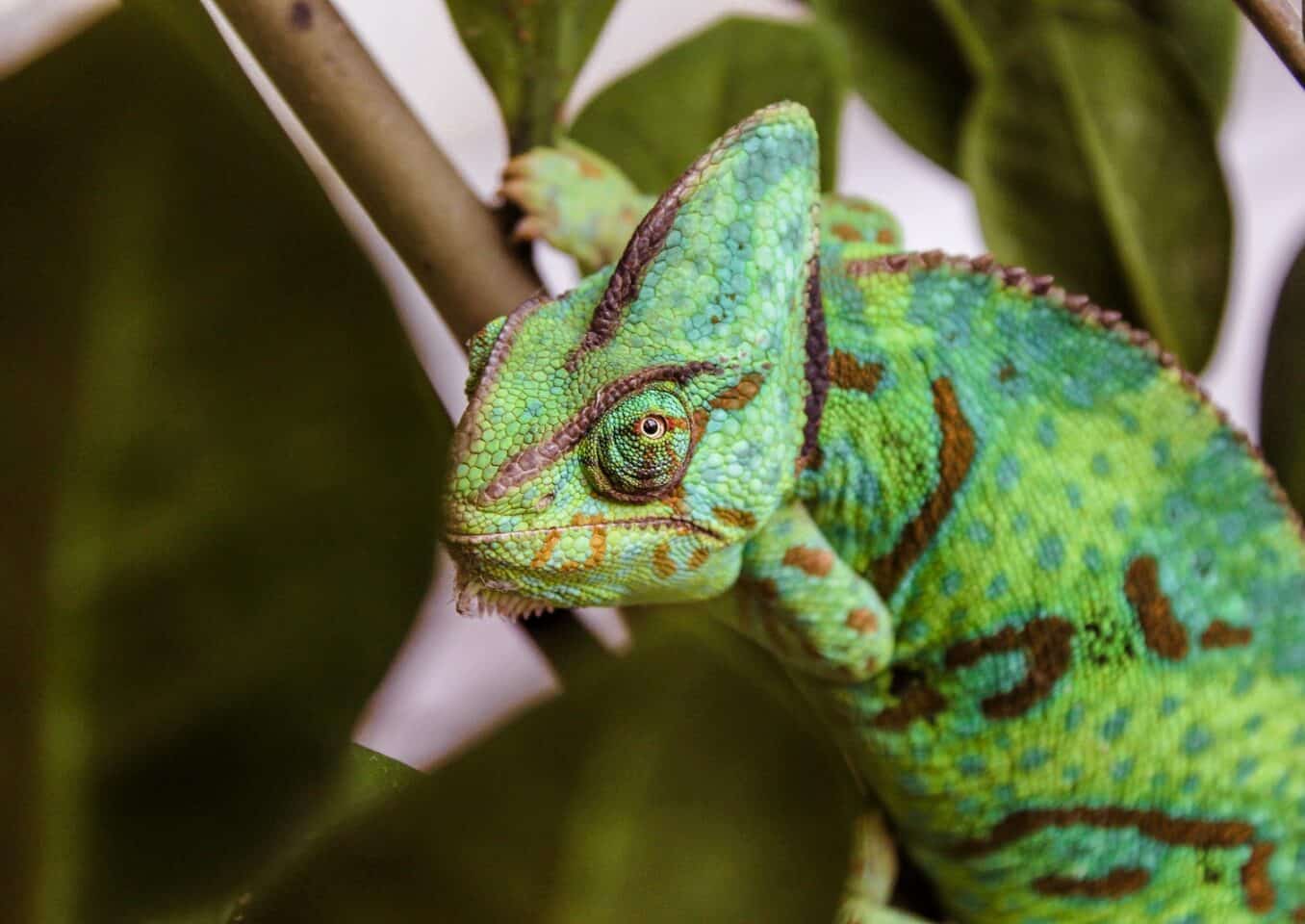 veiled chameleon on brown branch