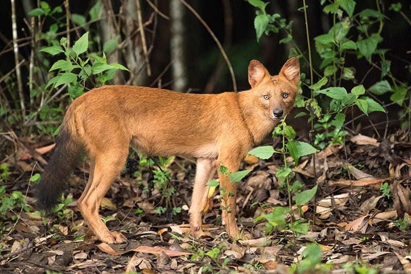 dhole indian wild dog in the forest