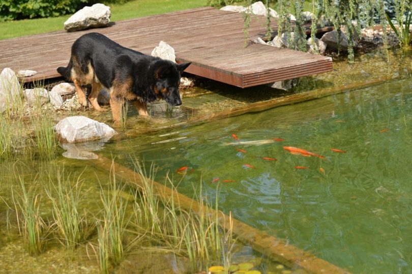 dog watching over pond