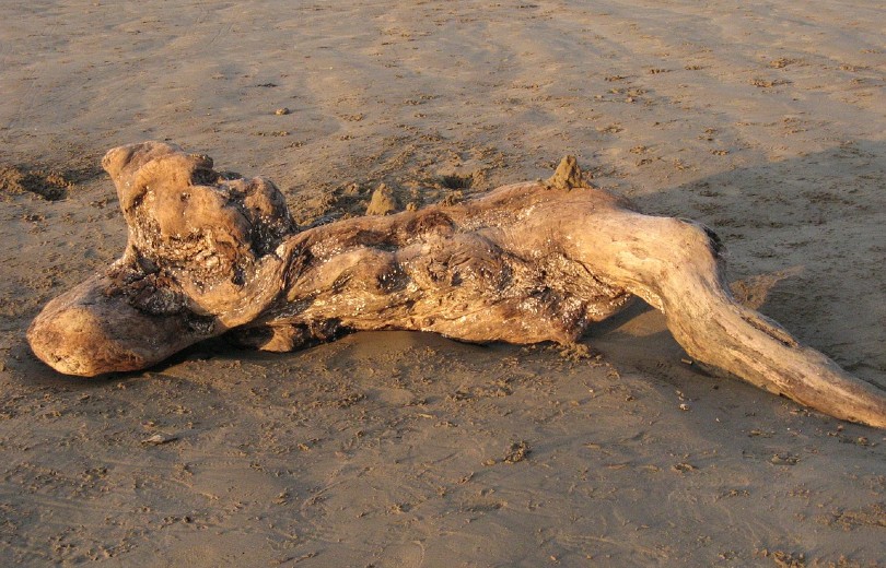 driftwood on sand