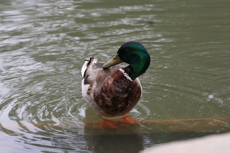 duck in pond