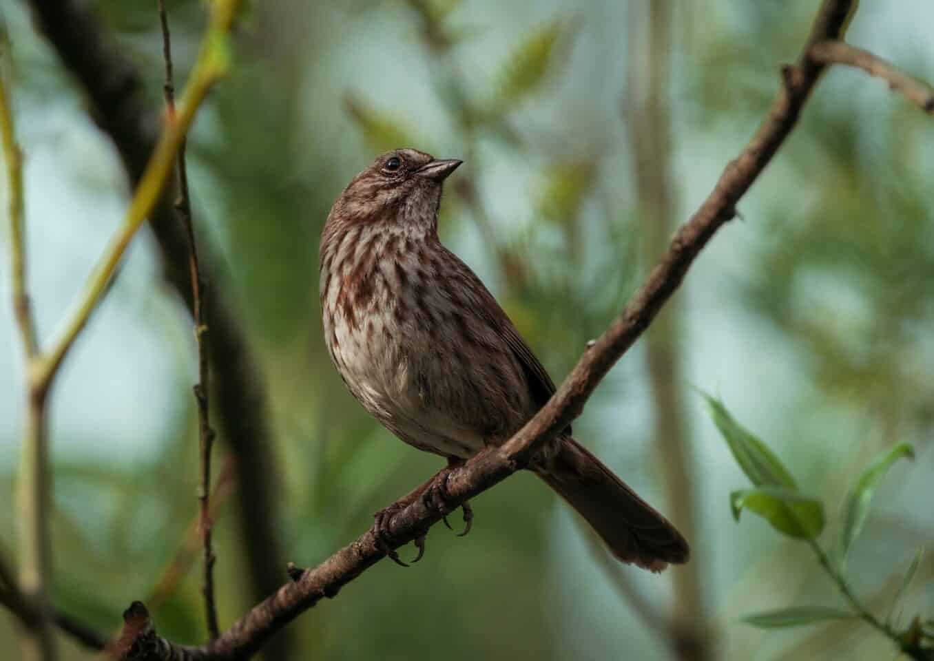 a Society Finch sitting on a branch of a tree
