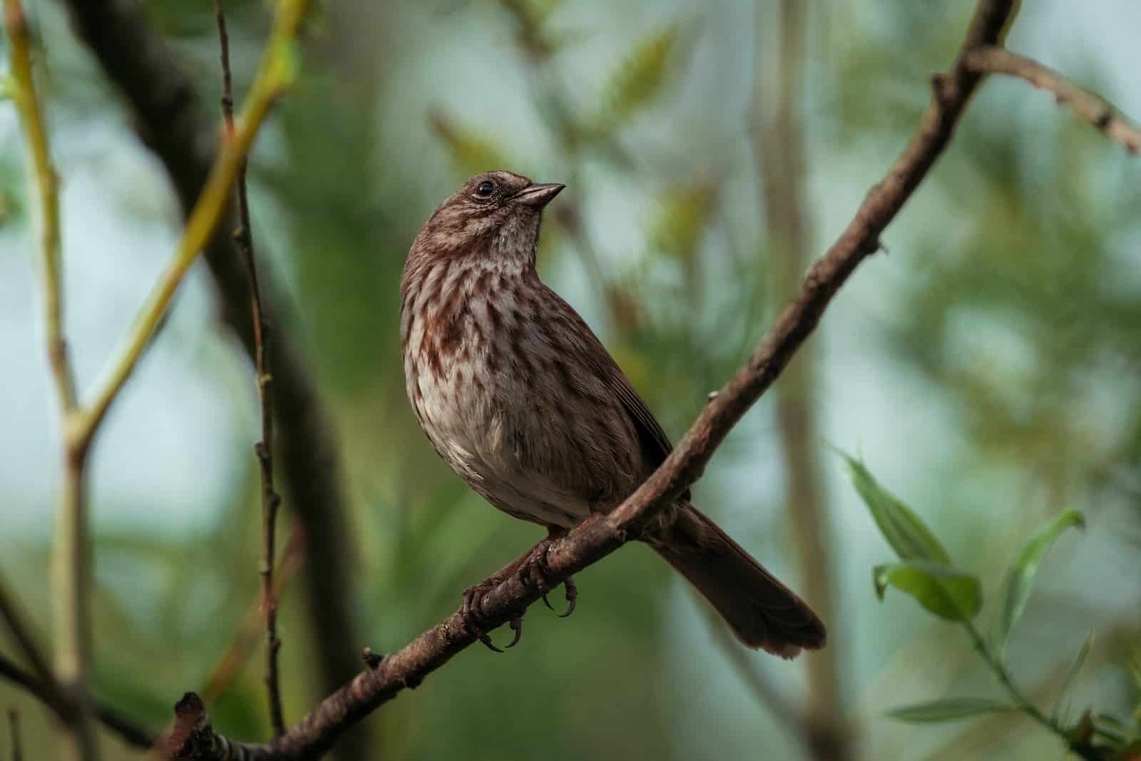 a Society Finch sitting on a branch of a tree