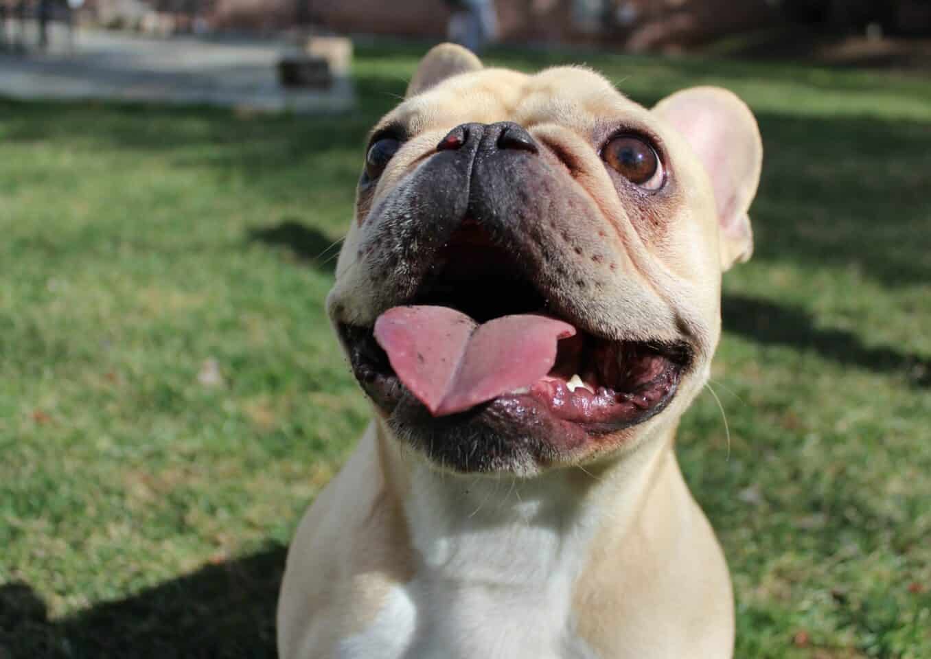 french bulldog smiling