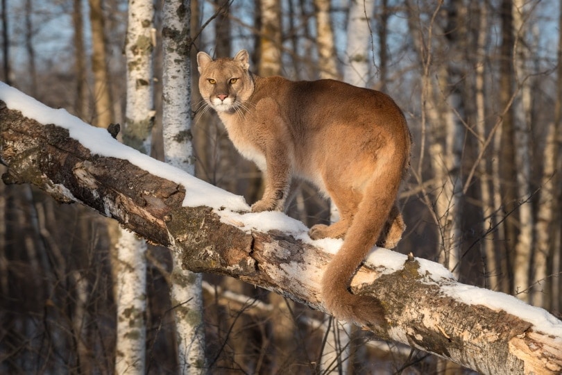 female cougar