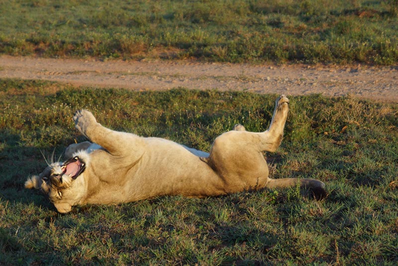 female lion rolling on the ground with open mouth