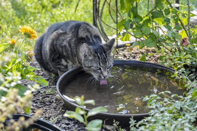 feral cat drinking water