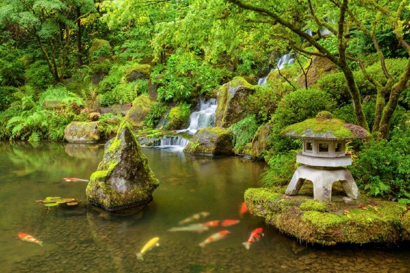 fish pond filled with moss