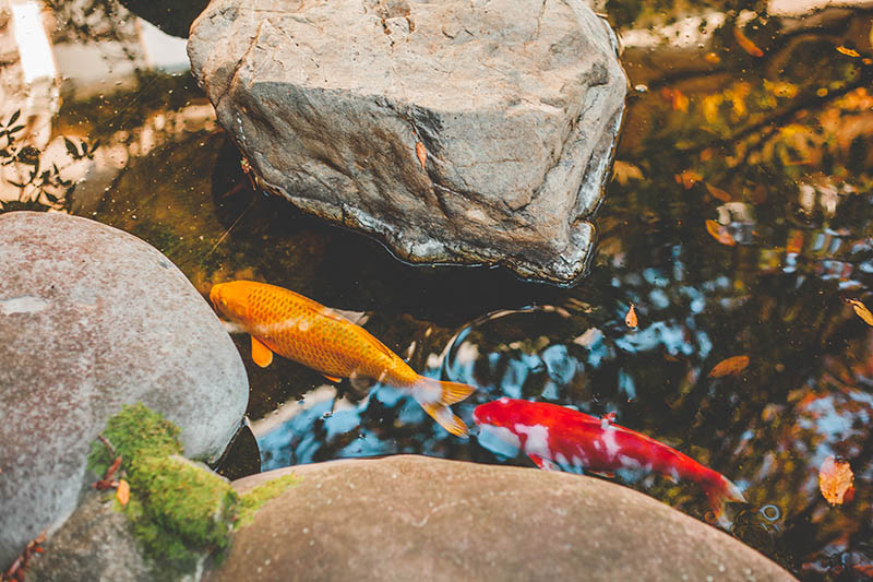 fish swimming in a small pond with big rocks