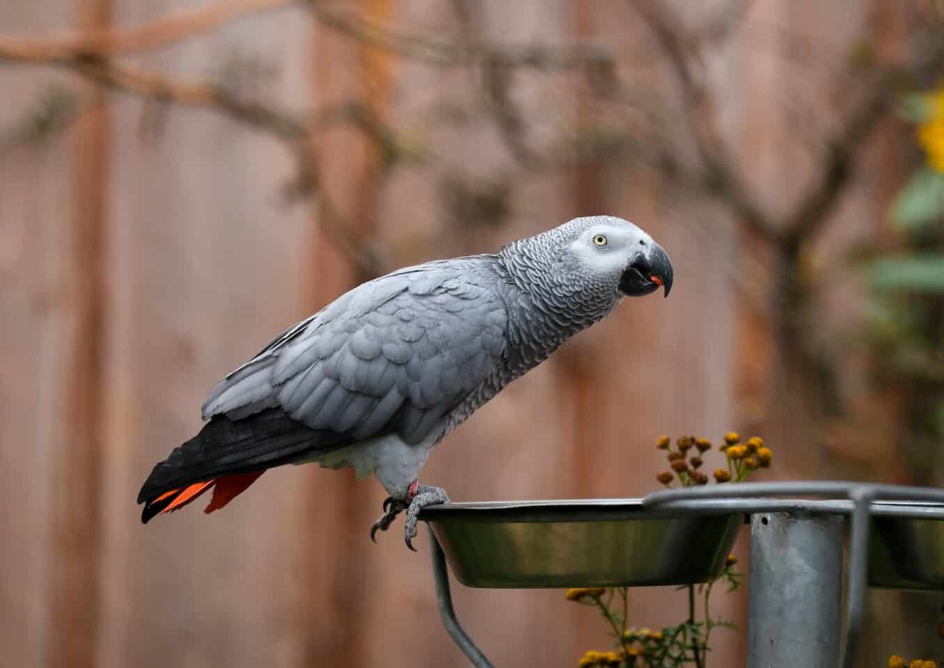 African grey parrot on grey bowl