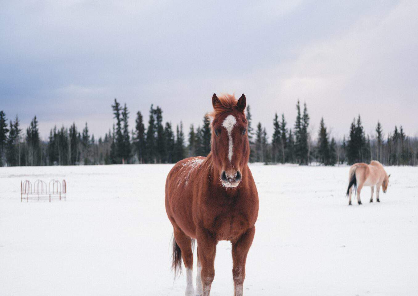 brown horse on snow field