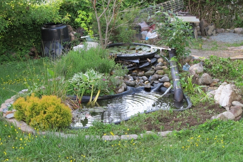 garden fish pond