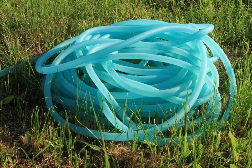 garden hose in grass