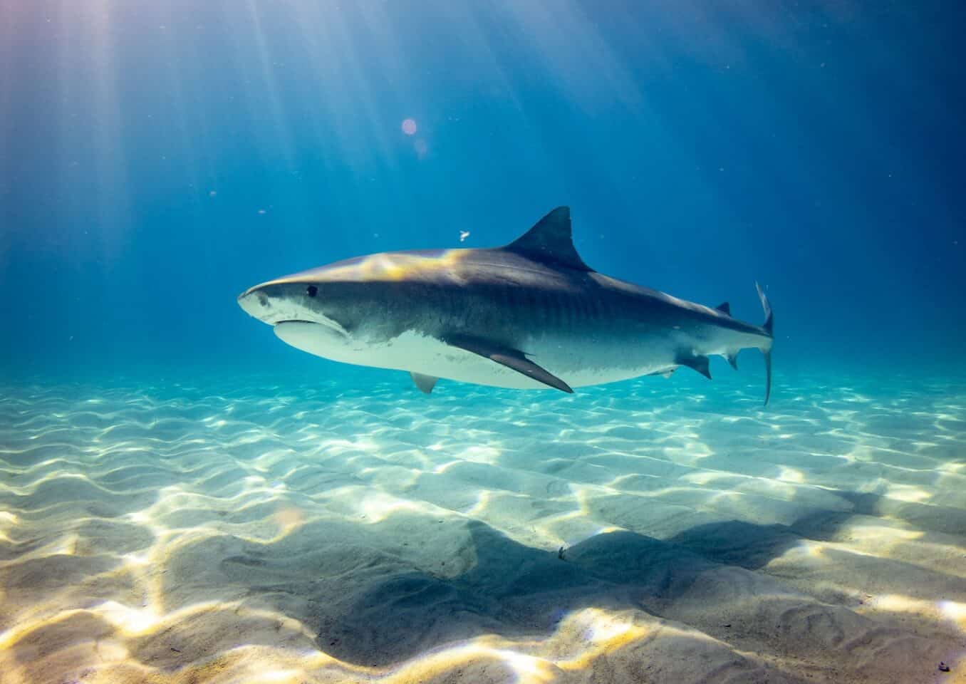 black shark underwater photo