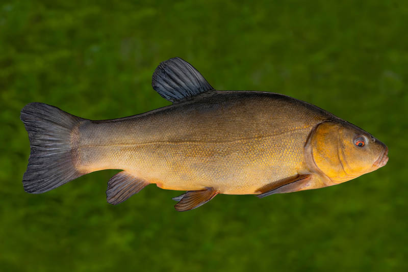 golden tench fish underwater