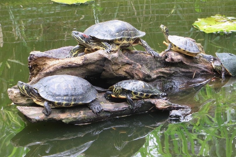 8 [Small Turtles] That Make Great Pets - All Turtles