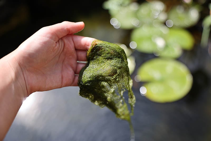 hand picked up string algae from a koi pond