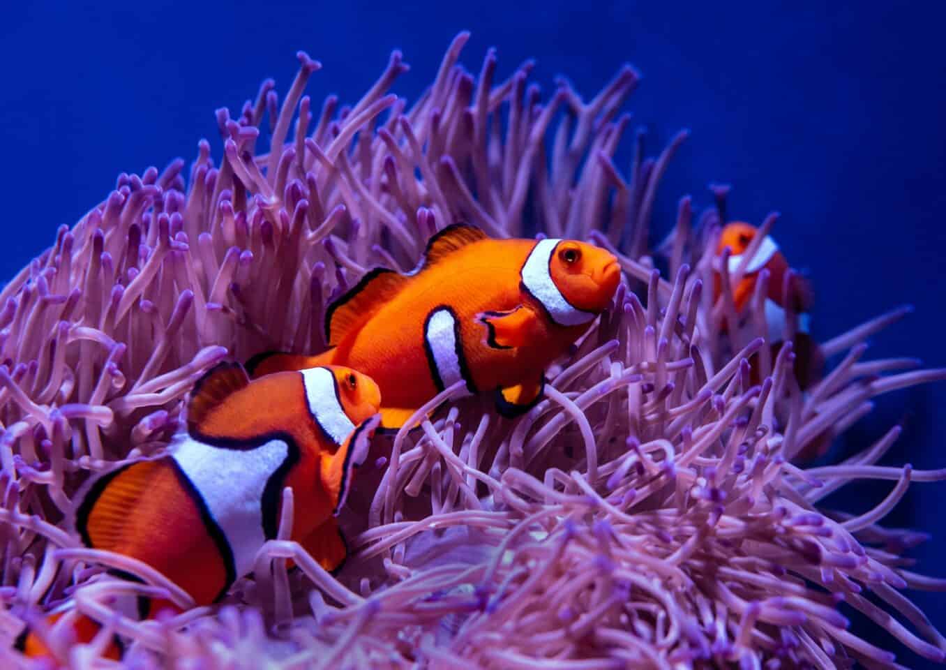 clown fish on anemone in coral reef
