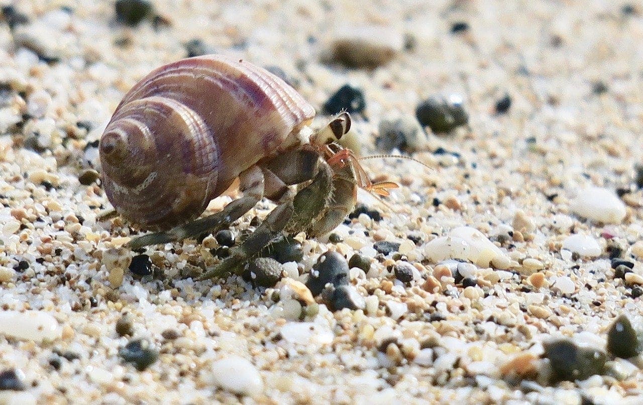 hermit crab on sand