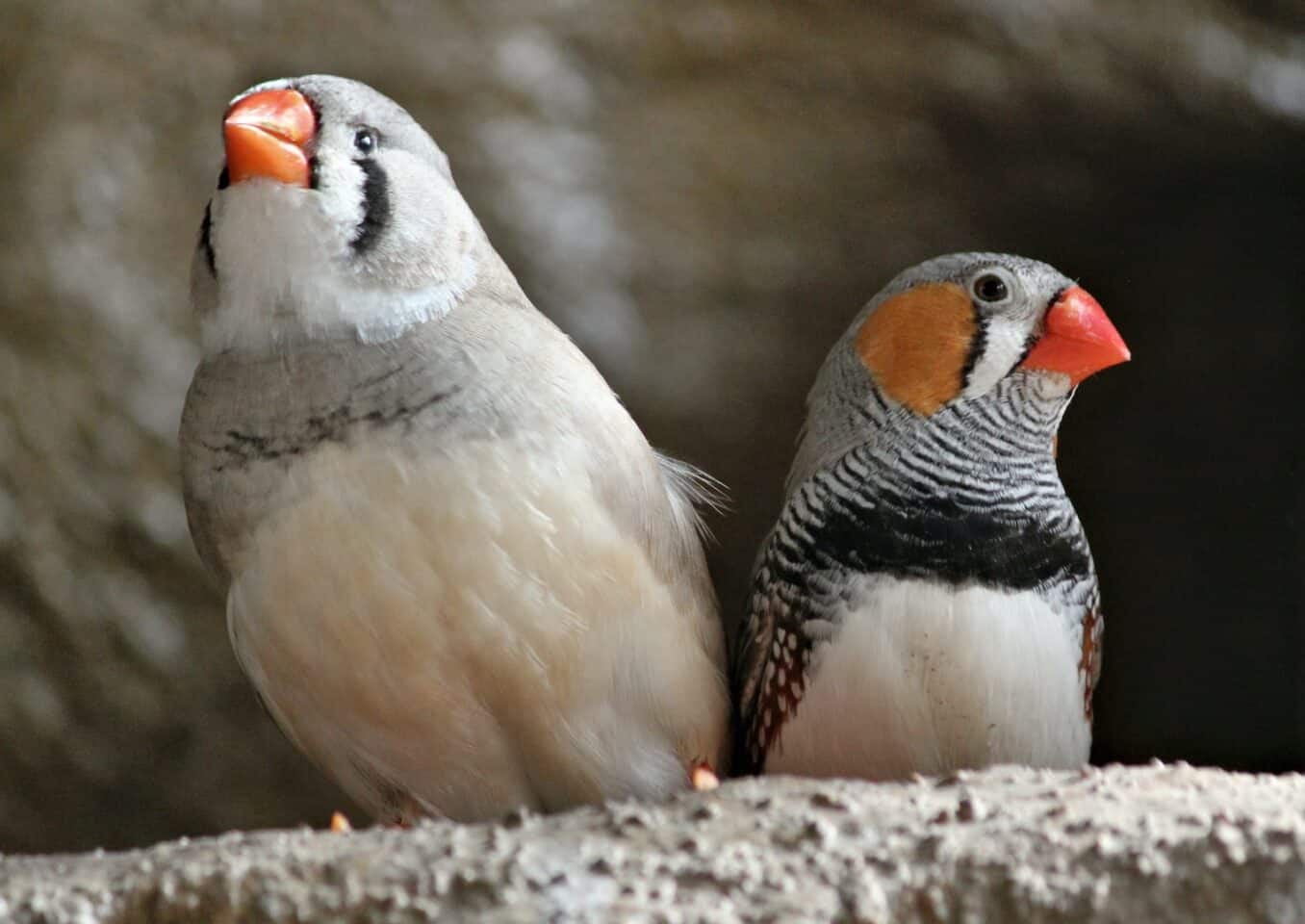 gray-white-and-black finches