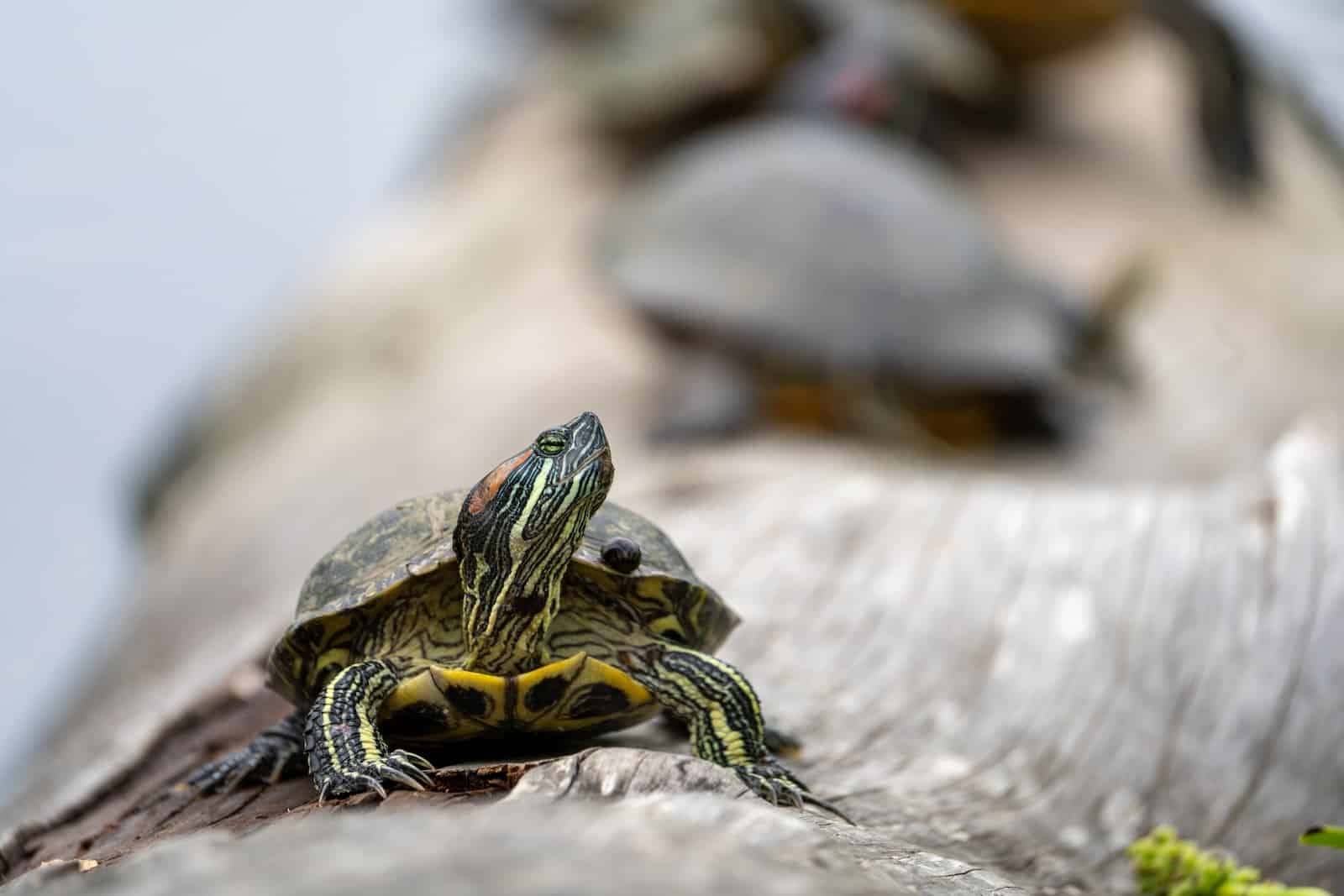 Turtles that Stay Small: Finding the Perfect Pet Turtle - Pet
