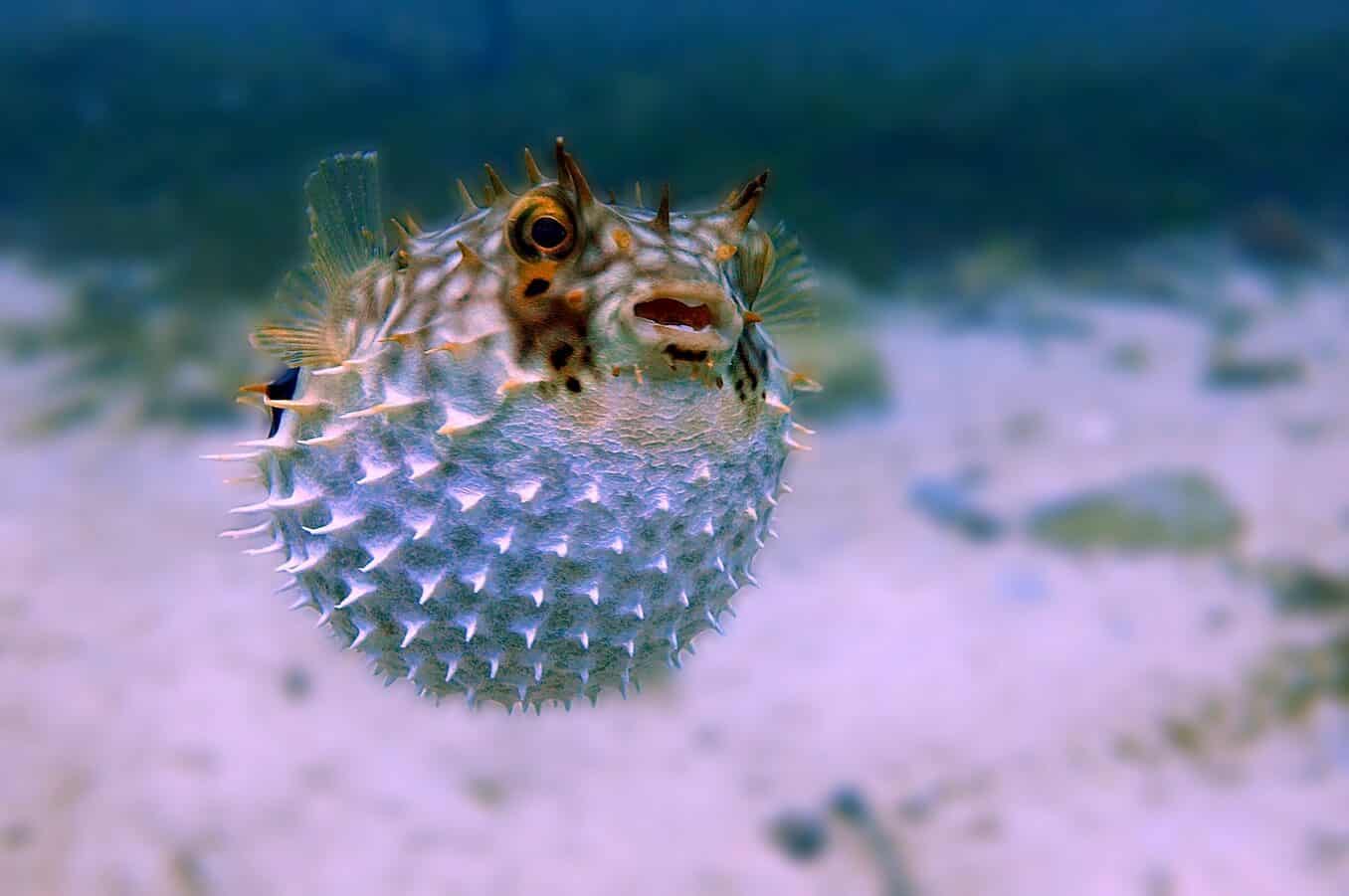 white and brown pufferfish in close up photography