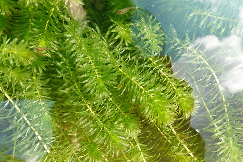 hydrilla water weed in the water