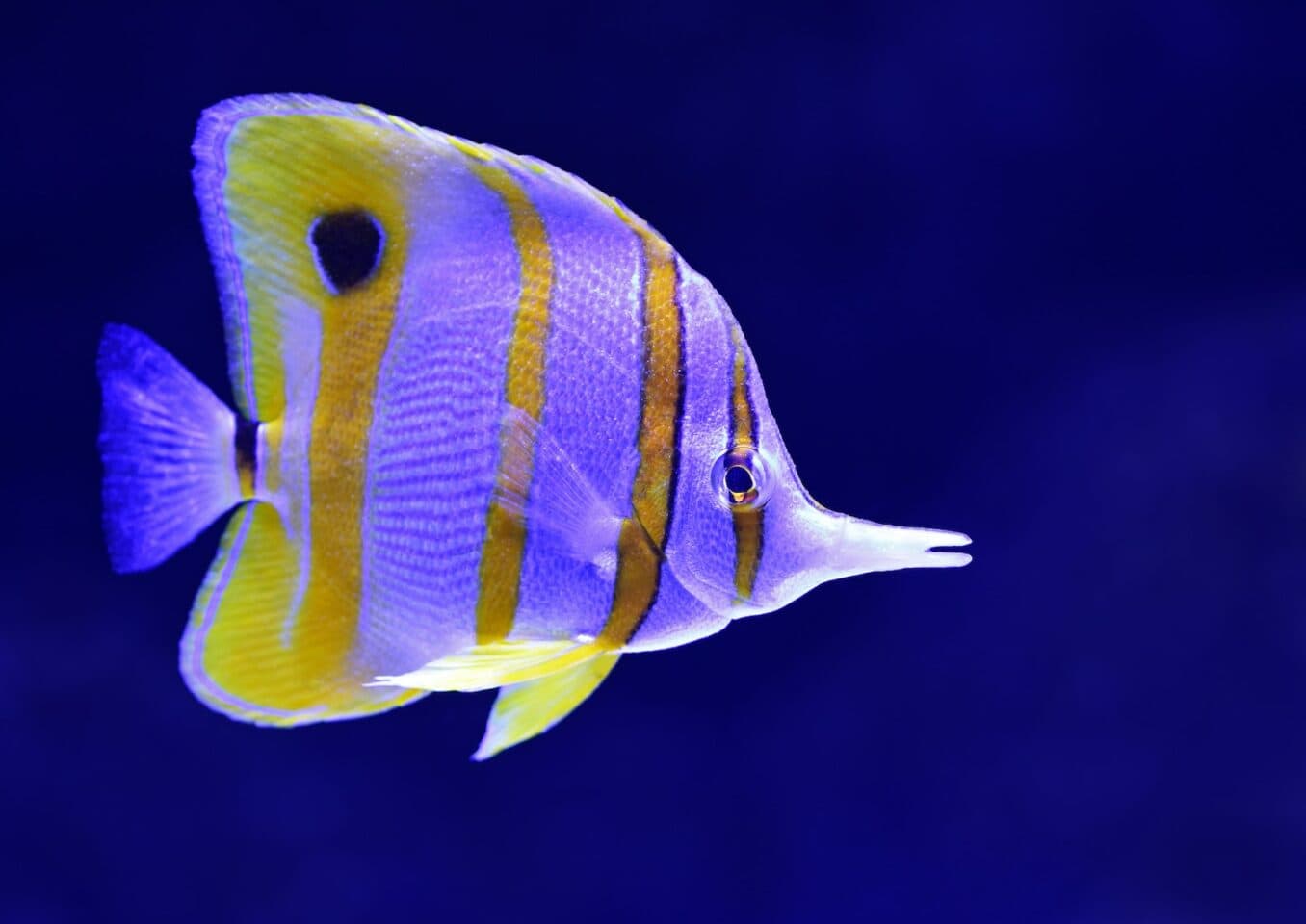 gray and yellow butterflyfish