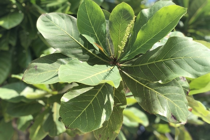indian almond leaves