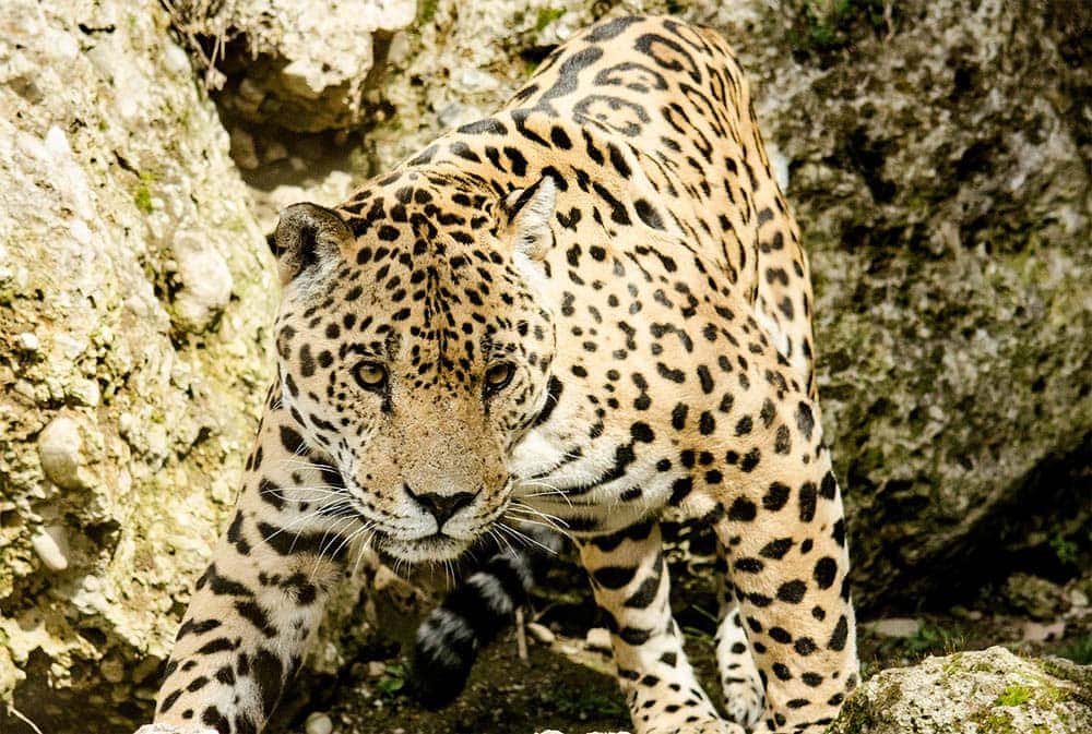 jaguar on the move
