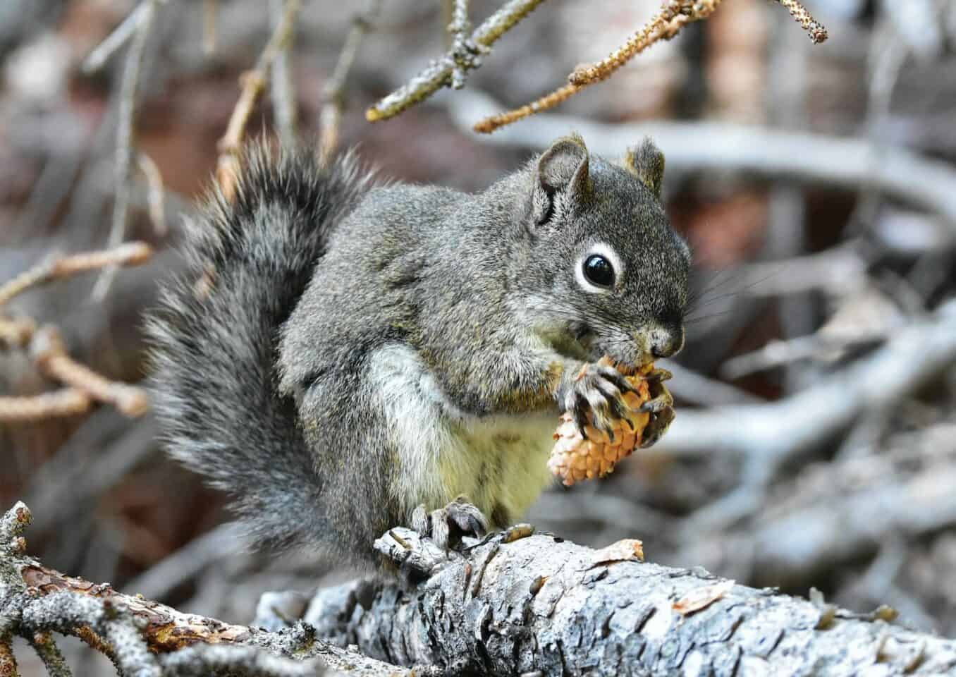 grey squirrel eating a piece of food on a tree branch