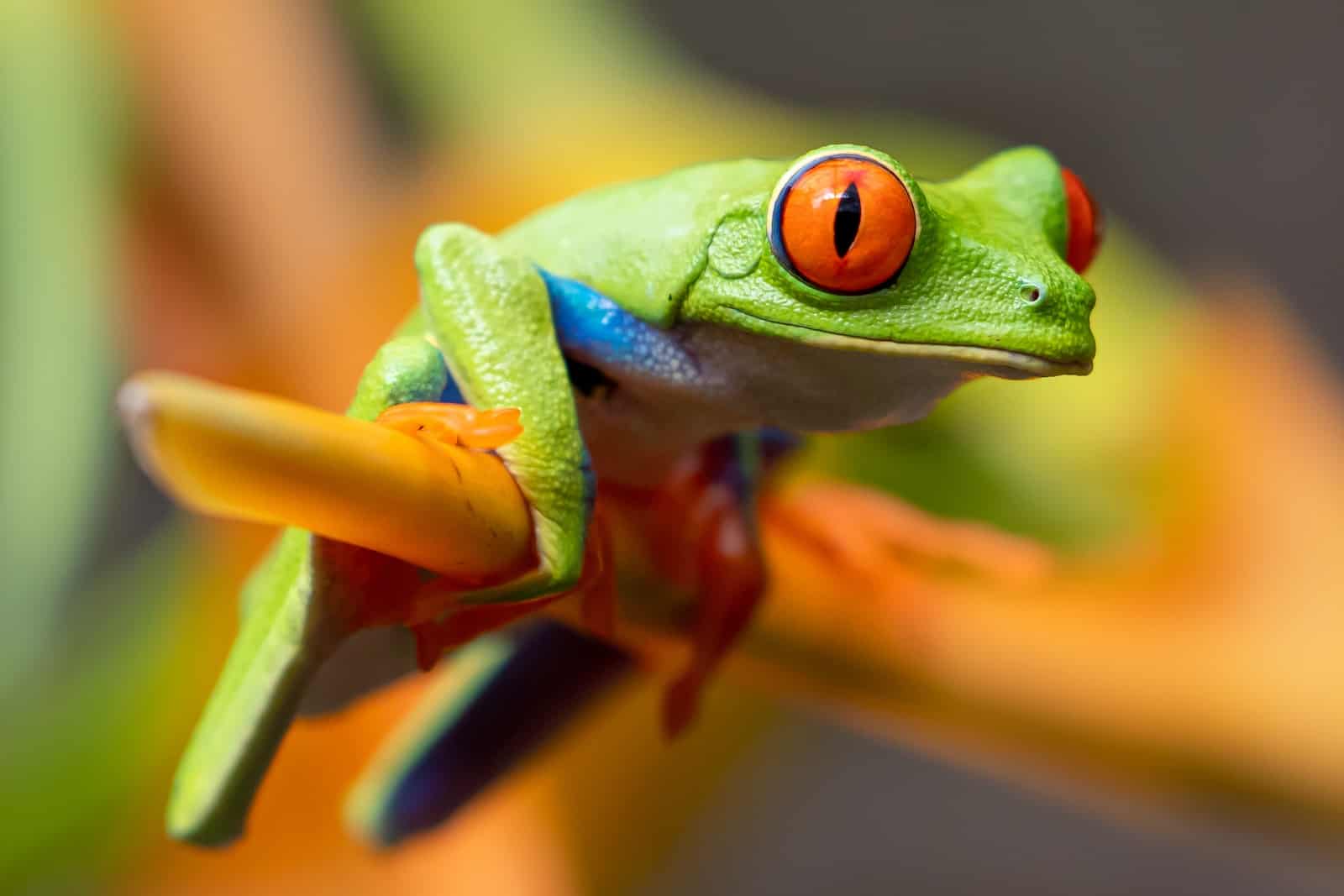 colorful amphibians