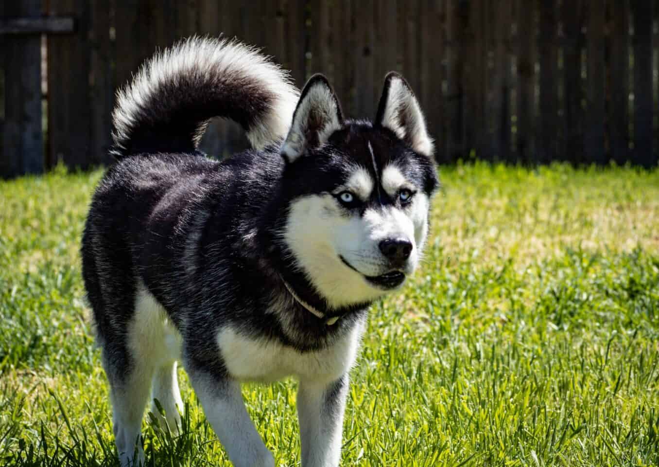 black and white siberian husky on green grass field during daytime