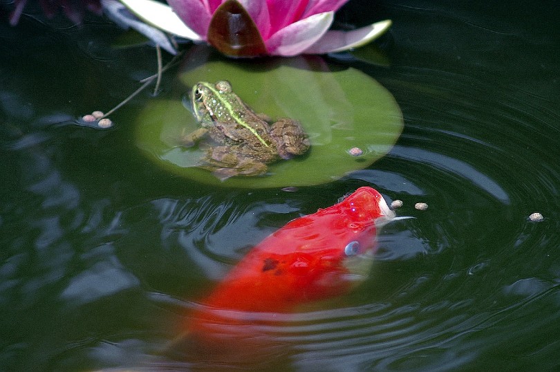 koi fish eating pellets in pond