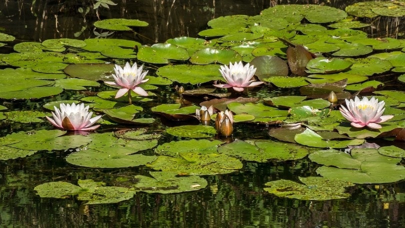 lily pads on pond during summer time