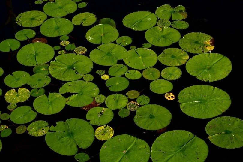 lily pads on pond