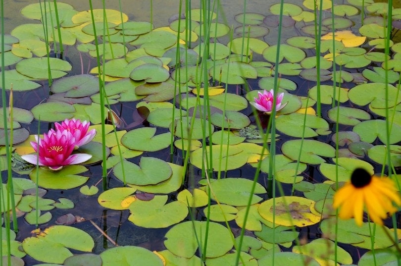 lily pads with flowers on pond