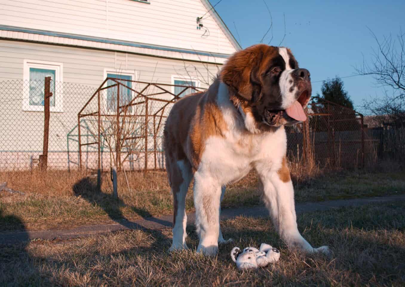 saint bernard standing in front of the house