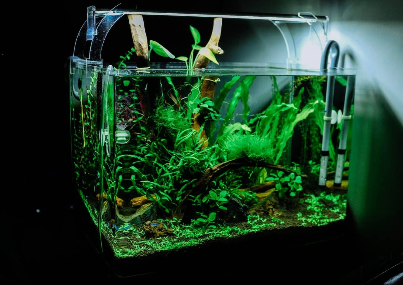 green plant in clear glass fish tank aquarium