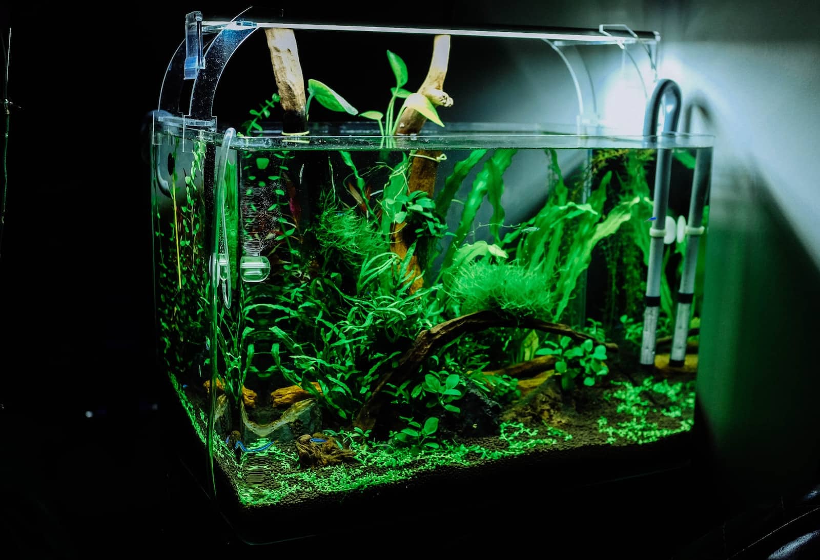green plant in clear glass fish tank aquarium