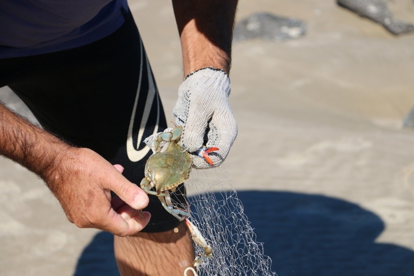 man catching crab